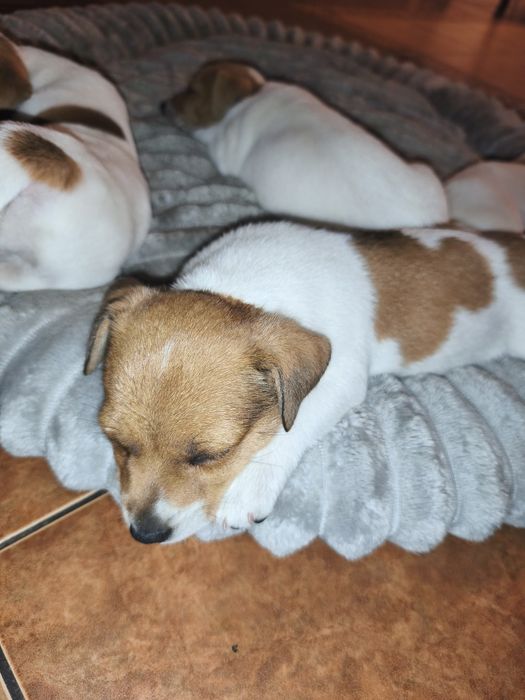 Jack Russell Terrier