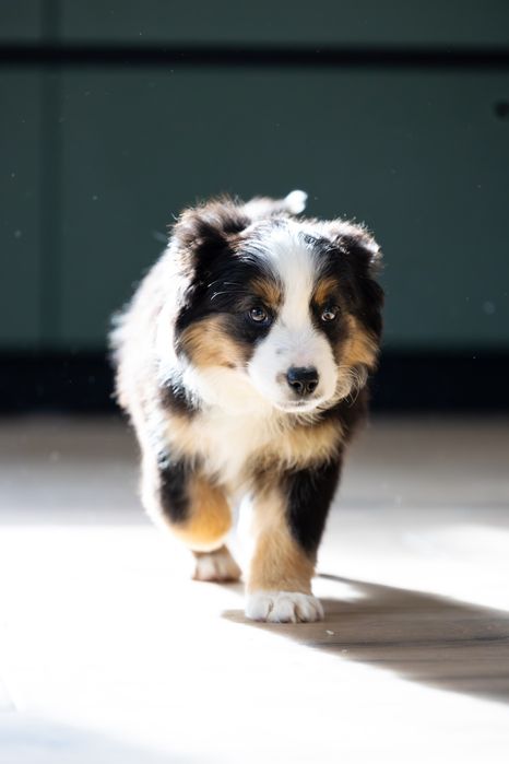 Хлопчик мініатюрної американської вівчарки. Міні ауссі