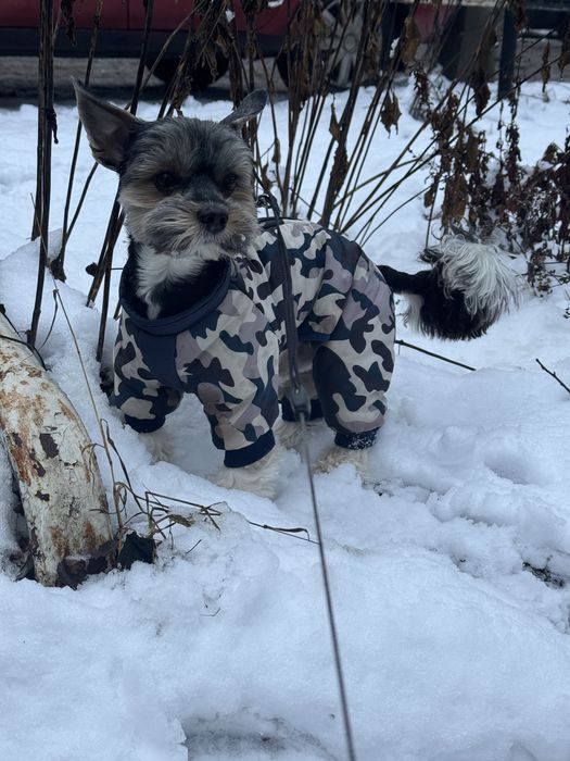 Вʼязка Бівер-йорк