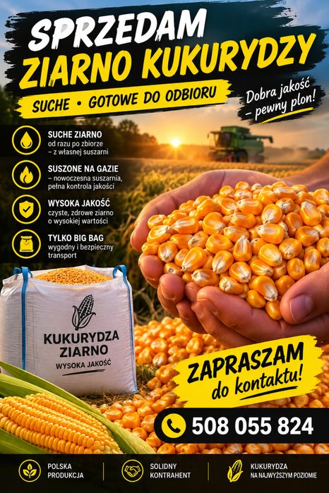SUCHA KUKURYDZA ZIARNO – SUSZONA PO ZBIORZE –  Jeczmień pszenica owies ziarno
