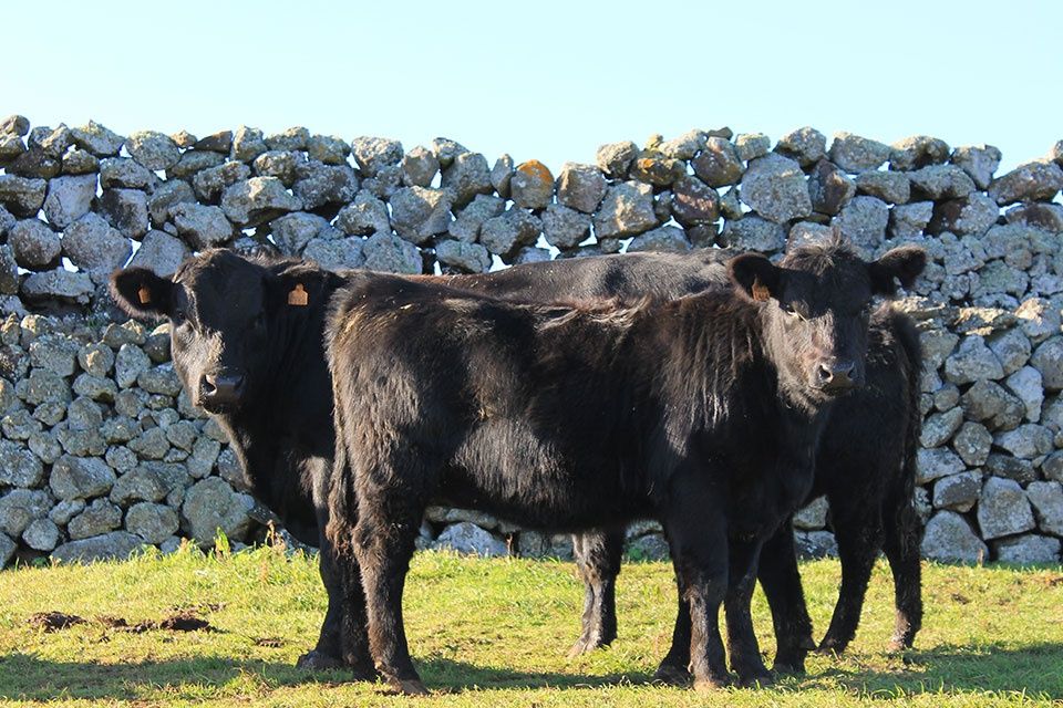 Vitelas Angus Registadas