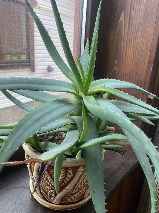 Алоє багато діток та вазони