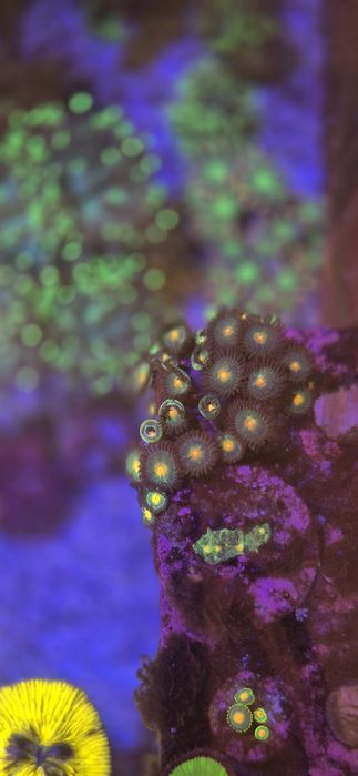 Zoanthus Gorilla niples  szczepka