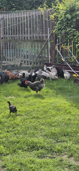 Sprzedam kury różnych ras typu Marans araukana wajandota