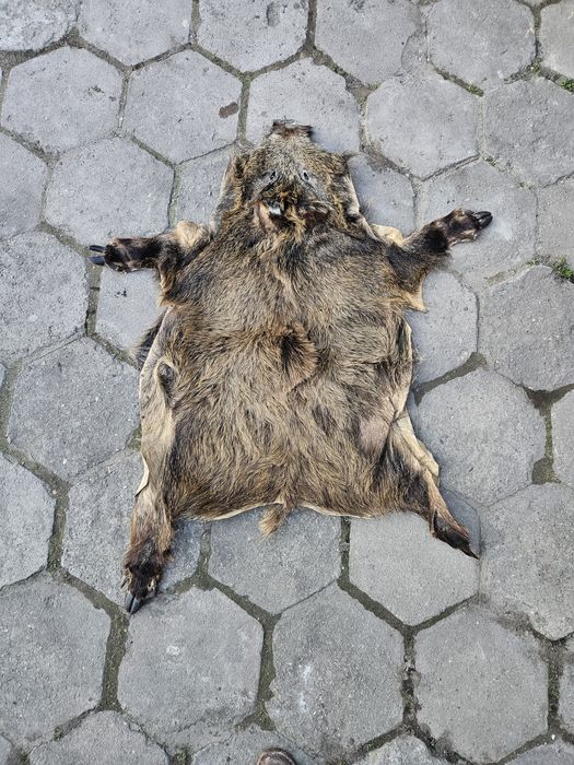Skóra dzika ozdoba