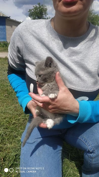 Котята в добрі руки