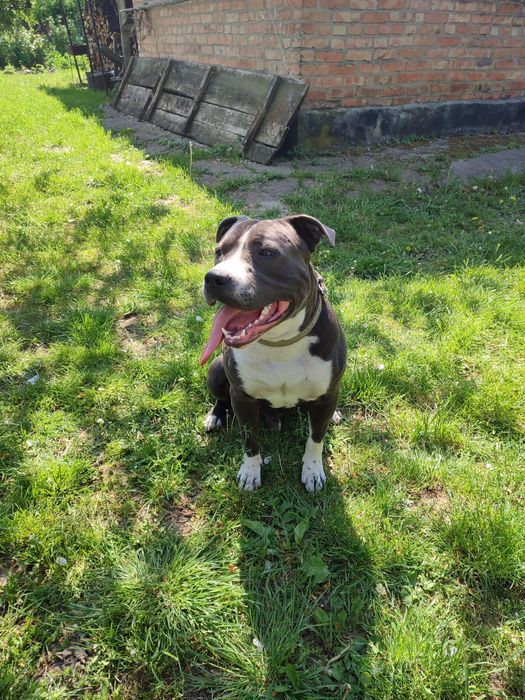 В'язка Американський стафордширський тер'єр