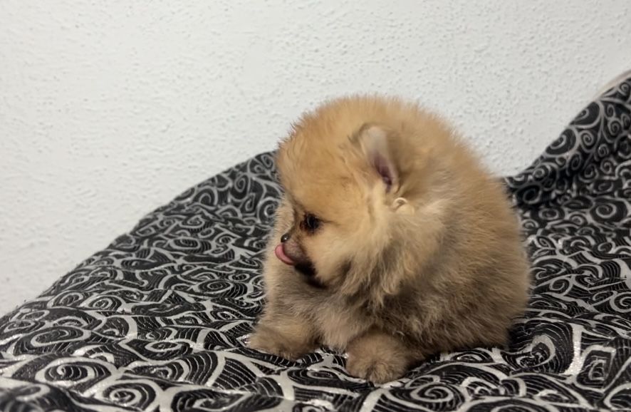 Хлопчики померанці