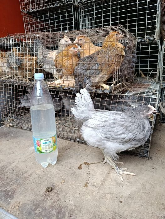 Продаються курчата