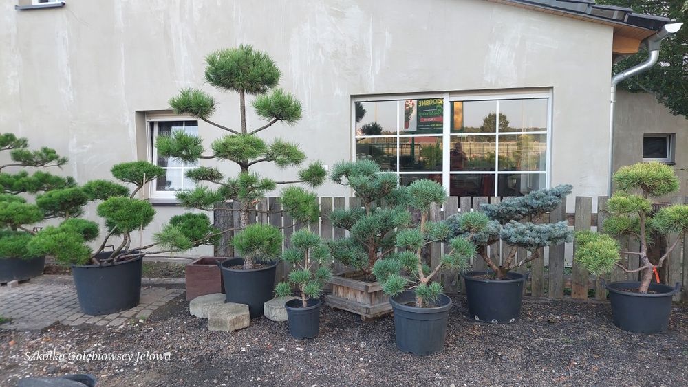 Bonsai, niwaki,  Iglaki Formowane JEŁOWA