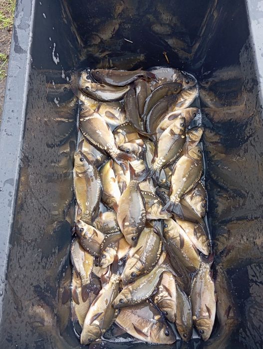 Narybek karpia amura karasia