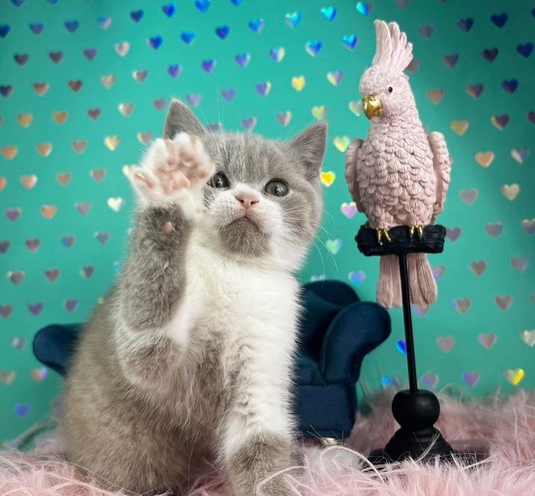 Kotka brytyjska krótkowłosa FPL rodowód wyprawka