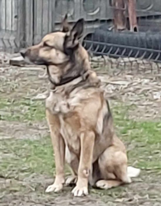 Oddam proludzkiego pieska