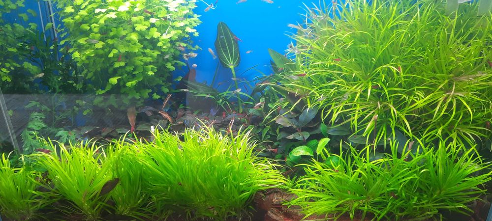 аквариумные растения.