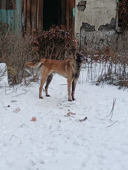 Бельгийская овчарка. Малинуа. Даром. В добрые руки. Срочно