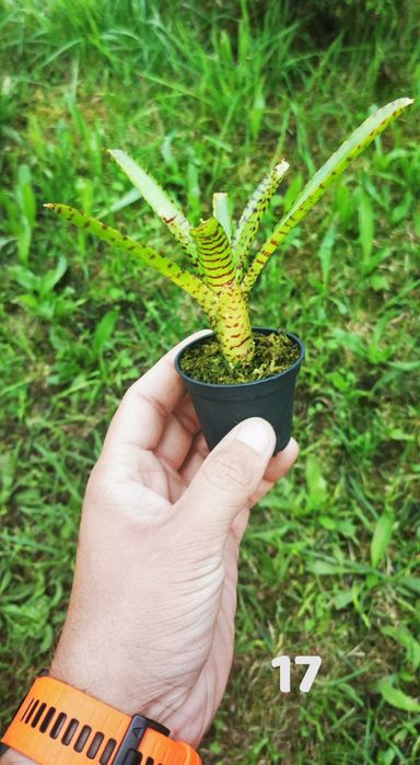 Tanio!!! Neoregelie i Bromelie do Terrarium Vivarium Paludarium