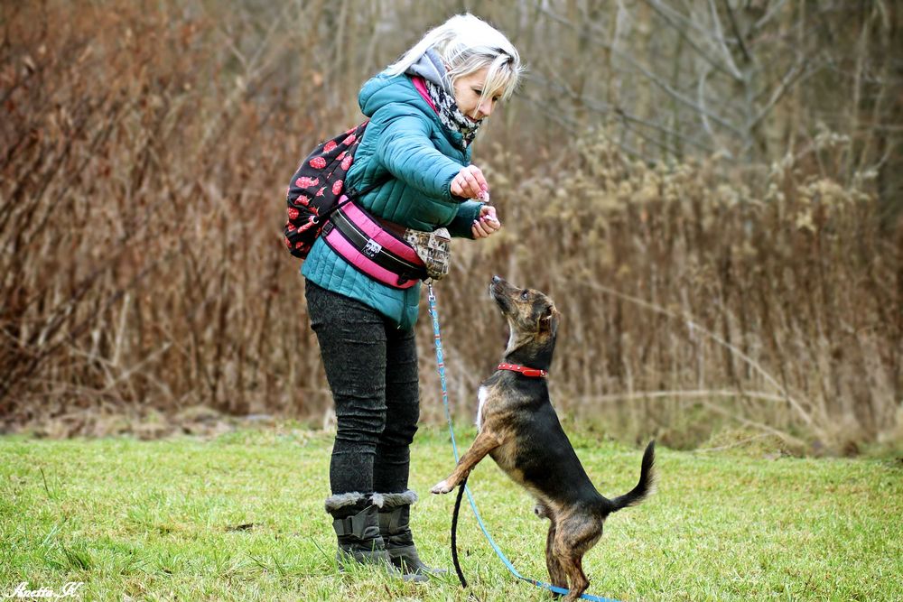 Mikro psiak czeka na dom.