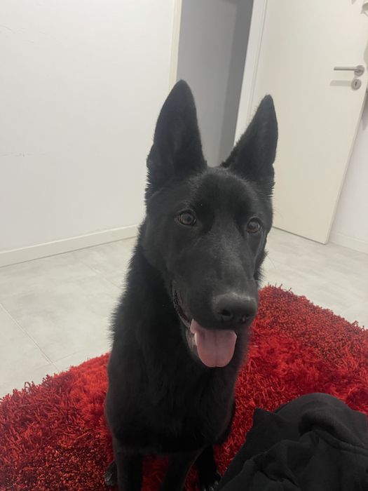 Pastor alemao macho para cruzar