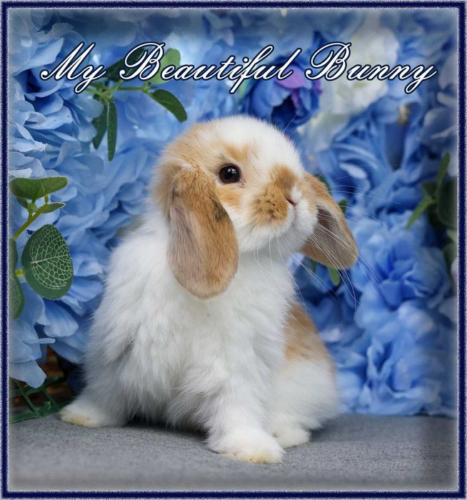 Piękny Młody Króliczek Mini Lop - Orange Butterfly