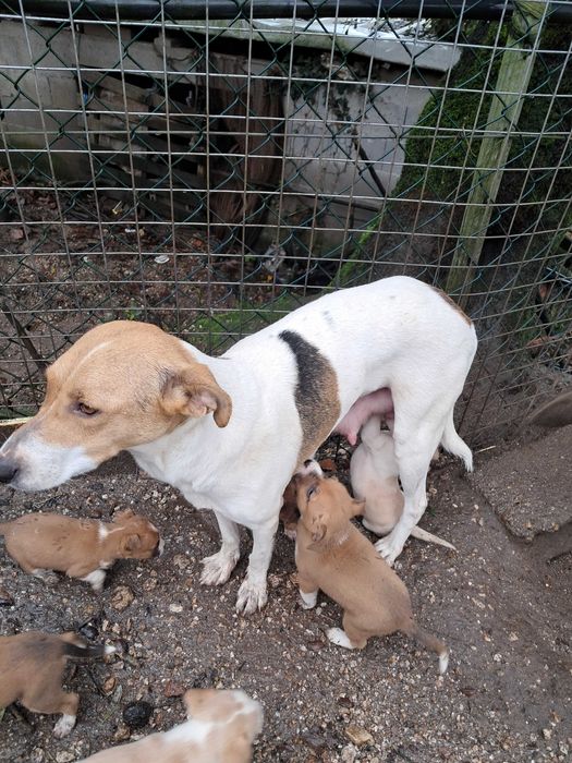 Caezinhos para adoção