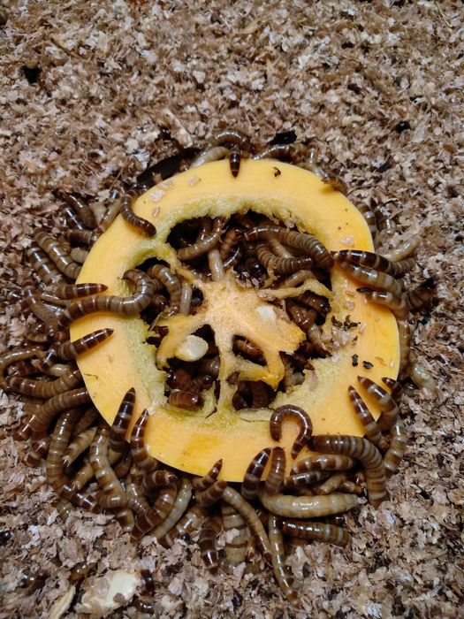 Таракан дистанти.