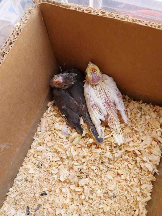 Duas caturrinha prontas para serem criadas a  mão