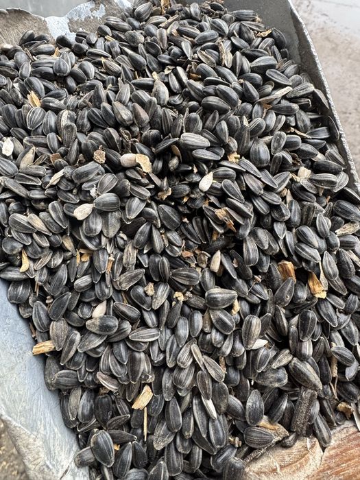 Насіння соняшника, Семена подсолнечника, Семечка