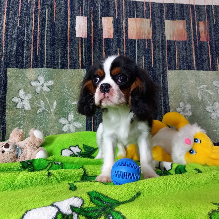 Кавалер кінг чарльз спаніель