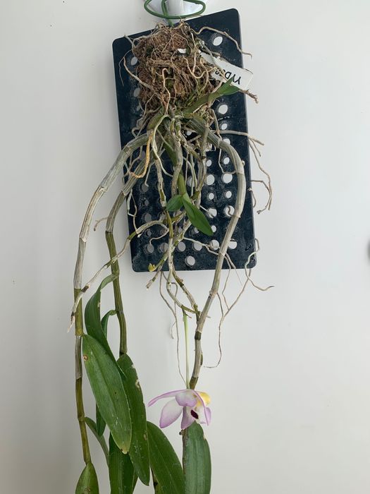 Орхідея Dendrobium Flexicaule дорослий
