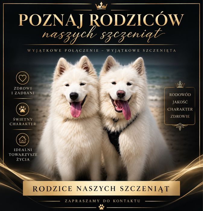Szczeniaki Samoyed gotowe do odbioru