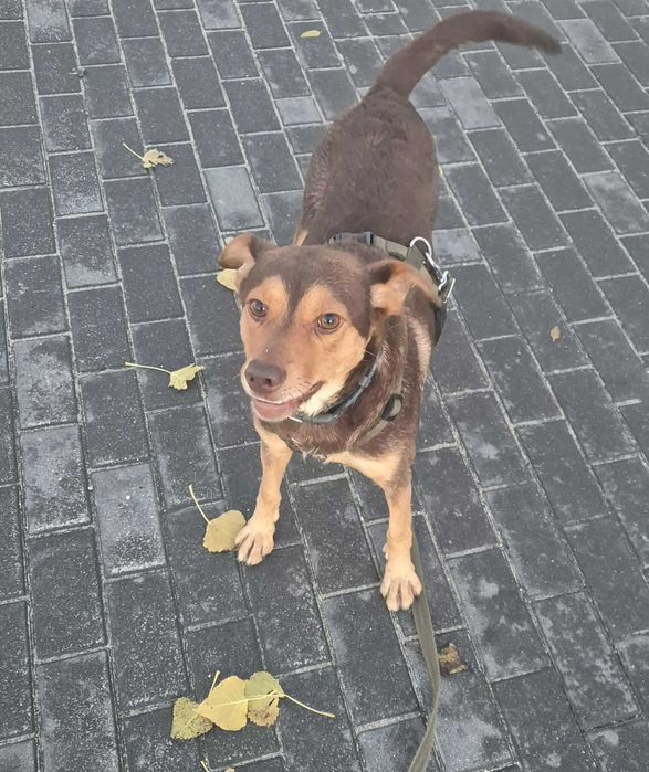 Młody, wesoły, średniej wielkości pies szuka domu.