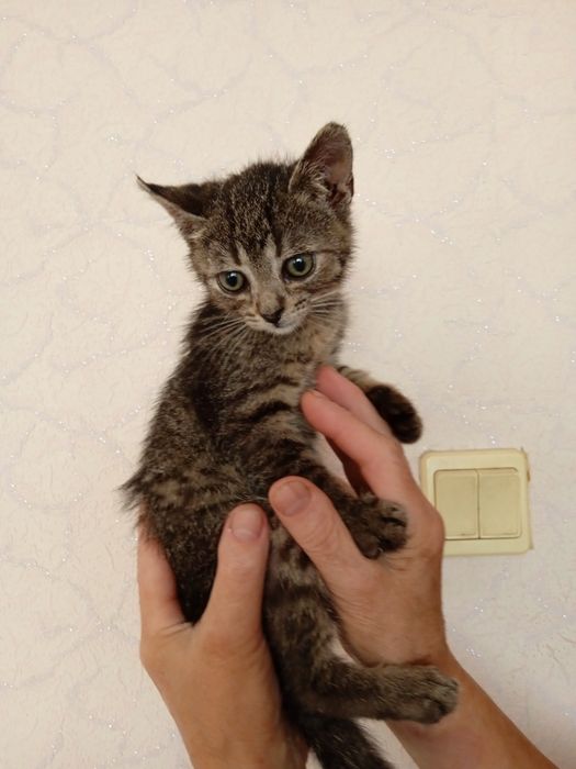 Віддам кошенят у добрі руки