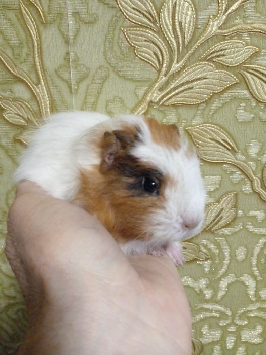 Продам свинку!  Девочка!!