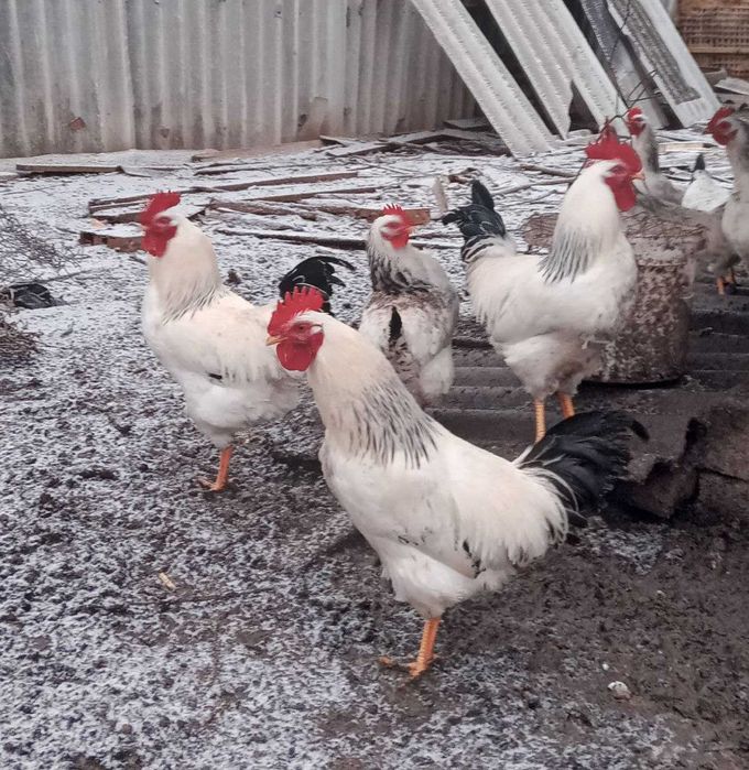 Інкубаційне яйце Адлера Сріблястого