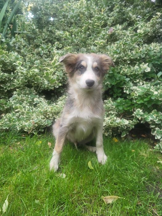 Szczeniak Border Collie piesek