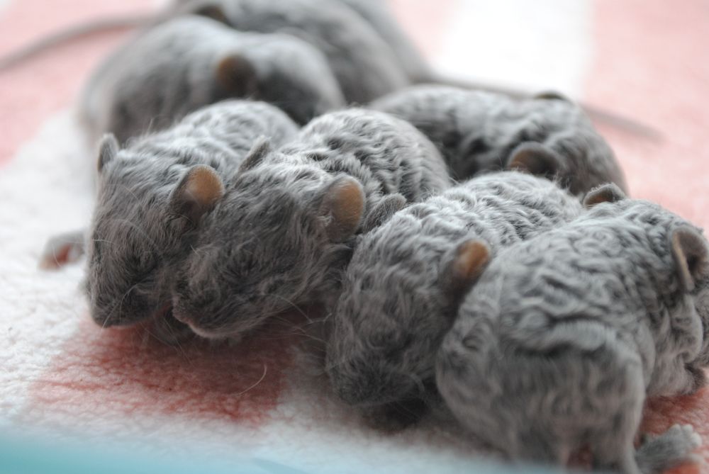 Мышки. Декоративная мышь. Мышата. Рекс