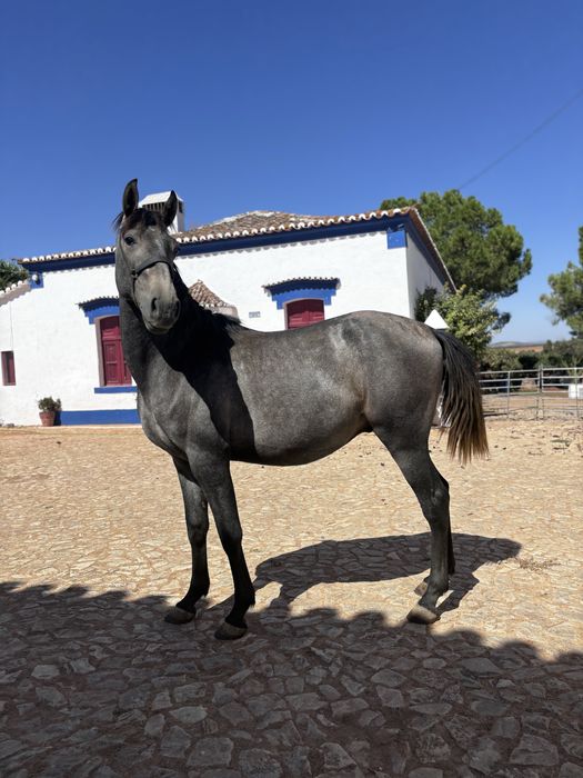 Poldro Lusitano Puro 2 anos