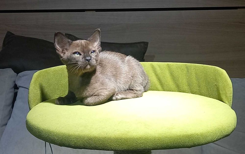 Бурма европейская, котята.