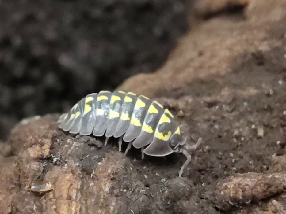 Isopody armadilidium gestroi
