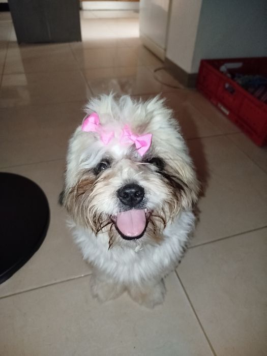 Shih tzu lindíssimo