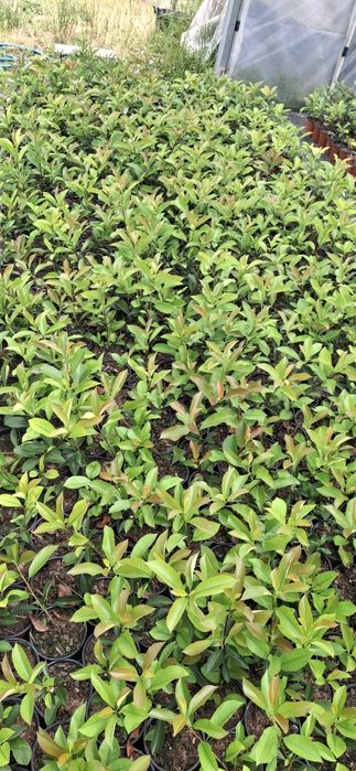 PHOTINIAS Qualidade premium