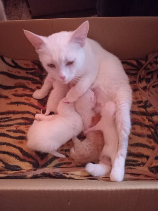 Продам котят рыжих и белых.