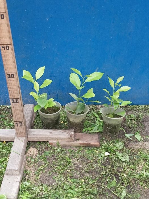 Молоді  лимони .