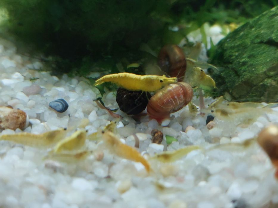 Krewetki yellow neon