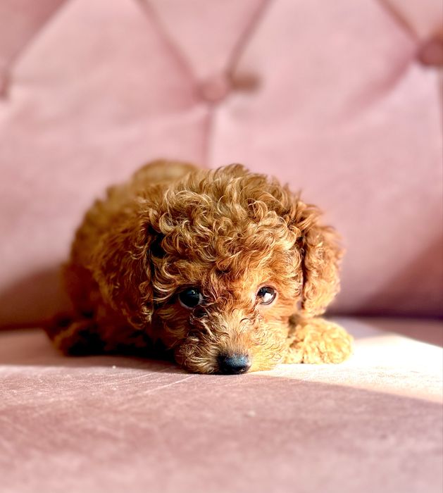 Pudel Toy Red piesek