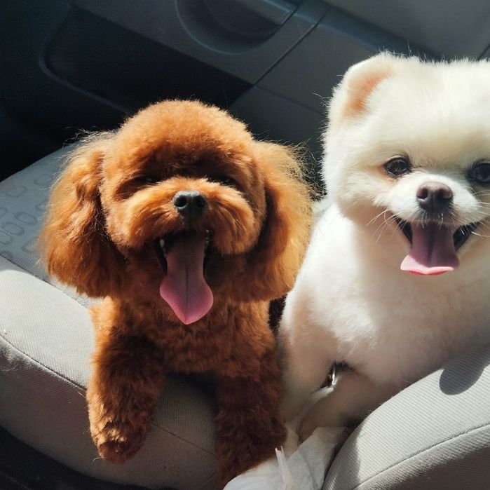 Pomapoo  samczyk z Rodowodem