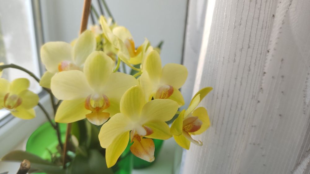 Орхидею реанимашки