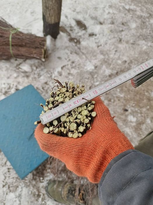 Мітла березова віник