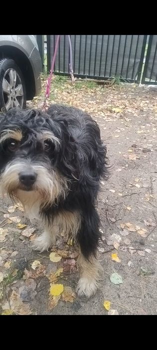 Poszukiwany właściciel psa