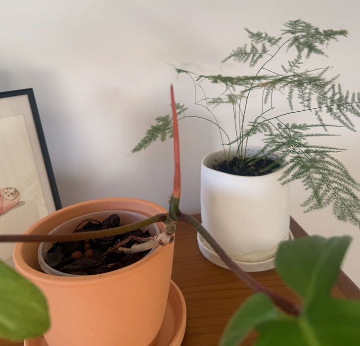 Planta de interior - Philodendron Florida Ghost